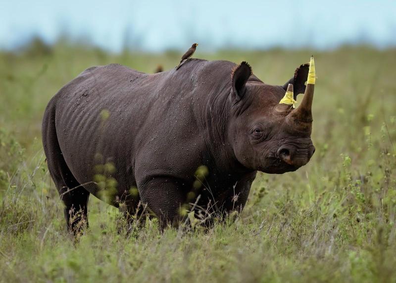 Echoes of the Big Five