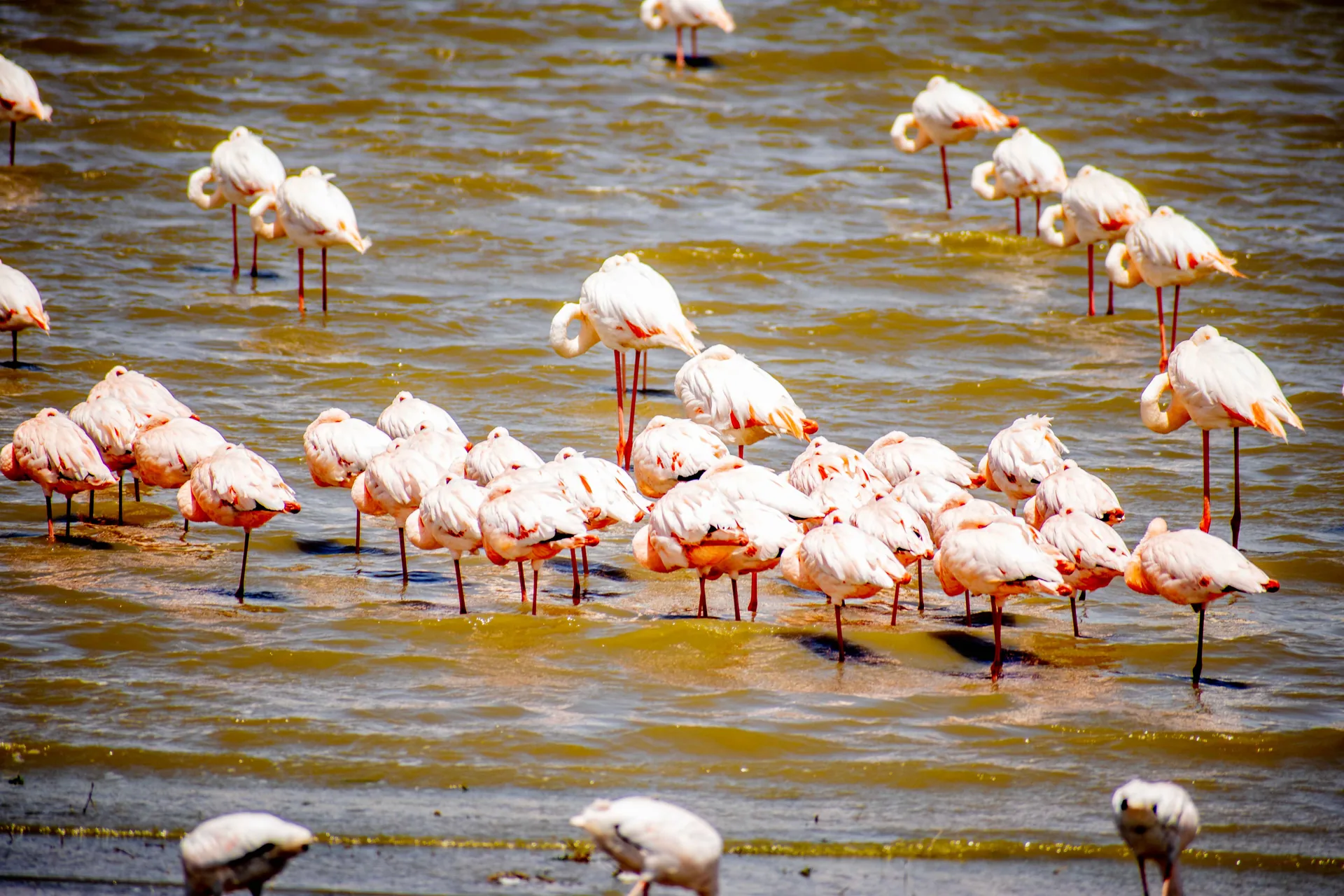 Lake Natron