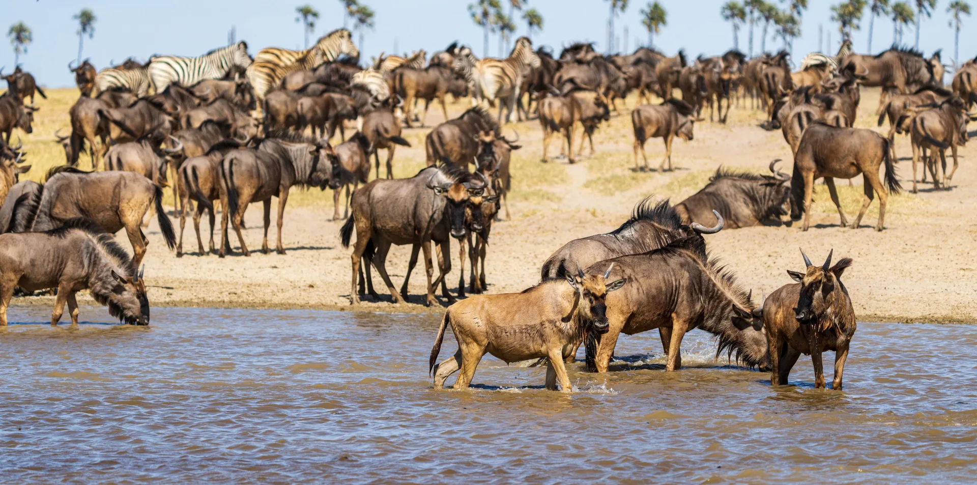 The Great Migration